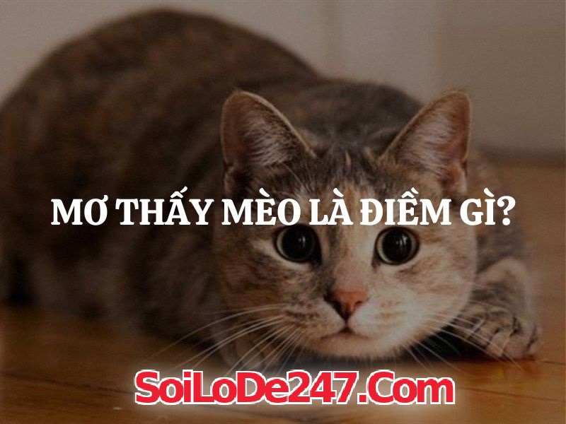 Giải mã từ góc nhìn tâm lý mơ thấy mèo