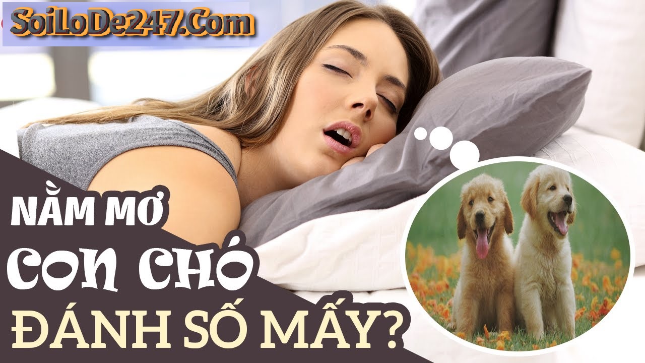 Nằm mộng thấy con chó và các con số may mắn