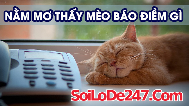 chi tiết các biến thể giấc mơ thấy ăn thịt mèo